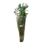 CILANTRO AGROBETHMARY CAPUCHON