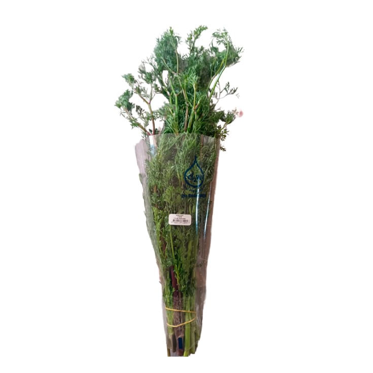 CILANTRO AGROBETHMARY CAPUCHON